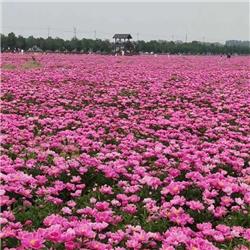 白芍基地